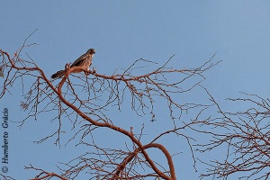 Falco alexandri